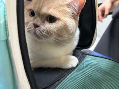 -谐和益家动物医院·免疫绝育·血液透析·宠保定点医院(高新伊藤分院)