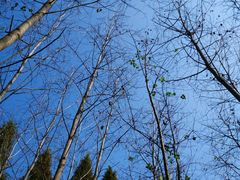 -合肥滨湖国家森林公园