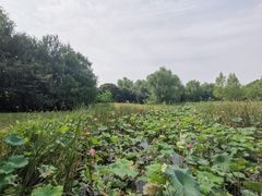 -同里国家湿地公园