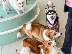 -怪兽屋·羊驼·猫咖·狗咖(俊华广场店)