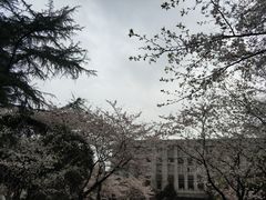-武汉大学-樱园