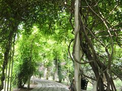 -合肥滨湖国家森林公园