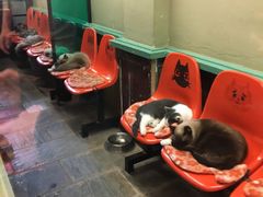 -猫咪博物馆(顶澳仔猫街店)