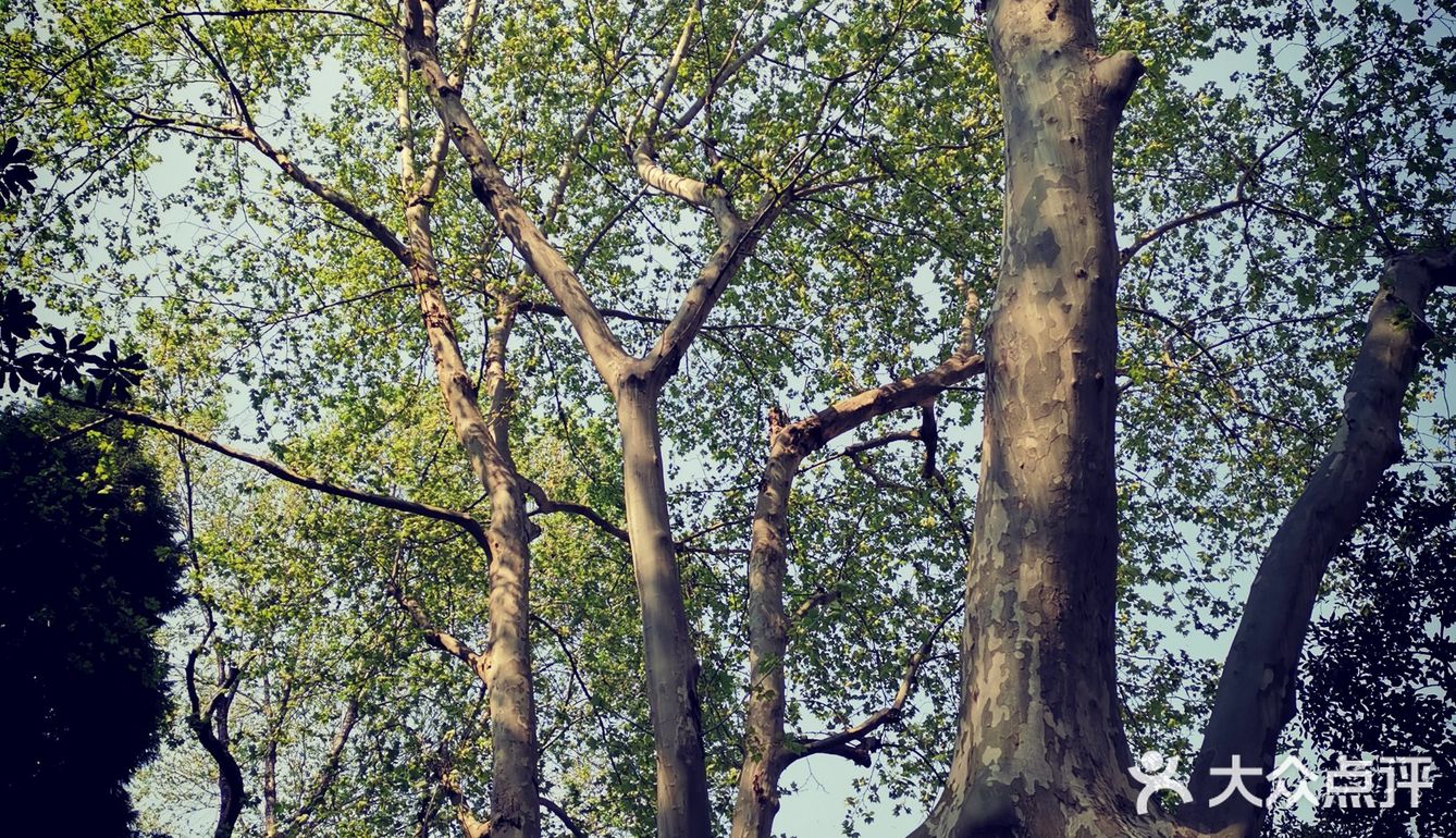 徐家汇光启公园