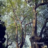 徐家汇光启公园