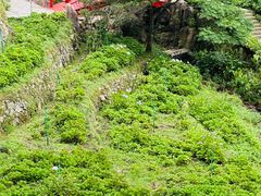 -鼓岭旅游度假区