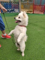 -萌宠亲子动物乐园(槐房万达店)