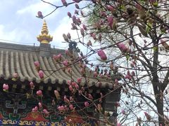 -护国法轮寺