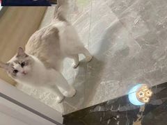 -艾贝尔宠物诊疗