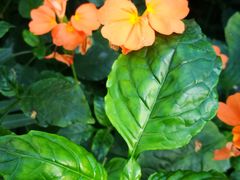 -国家植物园南园