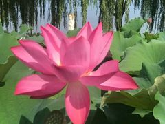 -白洋淀景区