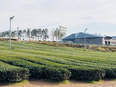-雪绿茶博物馆