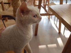 -豆逗聊愈猫阁Easy Life