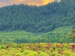 -径山花海