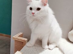 -飞行喵MR PILOT|猫舍·猫咖(静安大融城店)