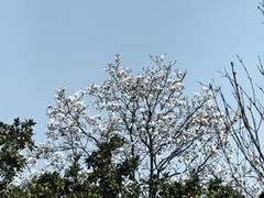 -无锡梅园公园