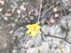 -杭州植物园