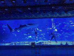 -烟台海昌鲸鲨海洋公园