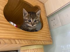 -佳雯宠物医院·皮肤科·内外科(春晓路分院)