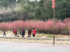 -南国桃园旅游度假区