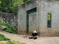 -都江堰中华大熊猫苑