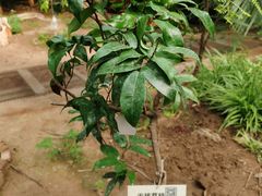-呀路古热带植物园
