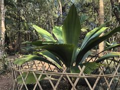-中国科学院西双版纳热带植物园