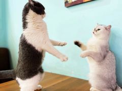 -猫小院猫主题餐厅(三里屯店)
