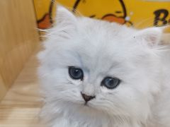 -屋虎猫馆(宝安大仟里店)