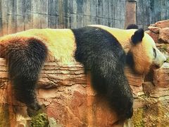 -中国大熊猫保护研究中心雅安碧峰峡基地