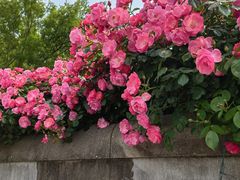 -上海滨江森林公园