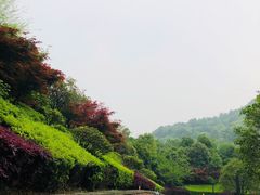 -桃花岭景区
