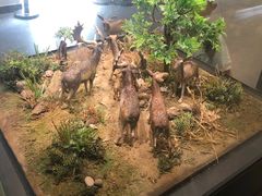 -北京麋鹿生态实验中心