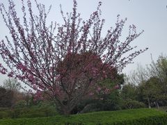 -西安青龙寺遗址景区