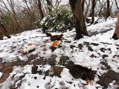 -紫金山山顶公园