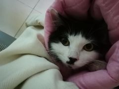-米苏动物医院·犬猫专科·骨科外科内窥镜
