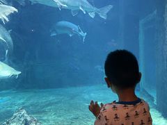 -华夏文旅海洋公园