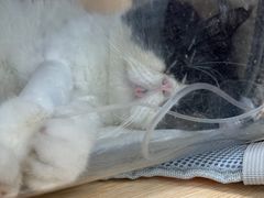 -美联众合动物医院·24h京西诊疗中心