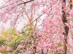 -西安青龙寺遗址景区