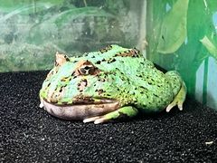 -上海大自然野生昆虫馆