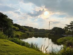 -王借岗森林公园