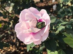 -人民公园(罗湖区)