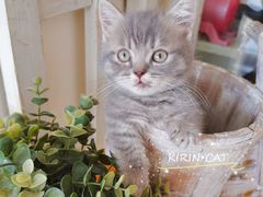 -十年猫舍·猫咪专门店(普陀店)