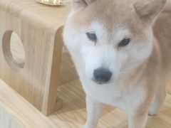 -柴源莊·柴小宠柴犬咖啡