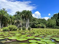 -中国科学院西双版纳热带植物园
