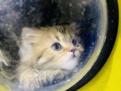 -太原东方动物医院(小店分院)