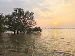 -宝安西湾红树林湿地公园