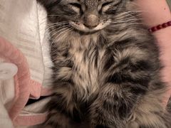 -天使宠物医院·犬猫分诊(彩虹店)