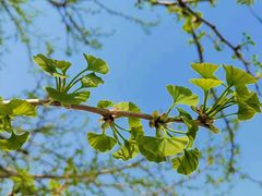 -海棠花溪(元大都城垣遗址公园)