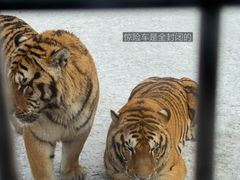 -横道河子东北虎林园